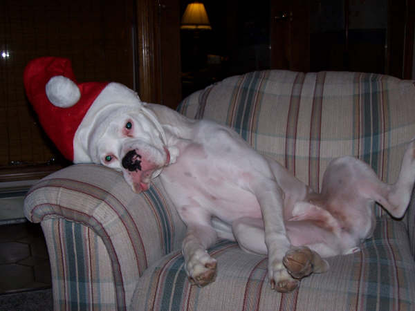 Santa Oscar