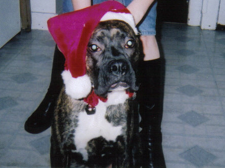 Santa Rocky