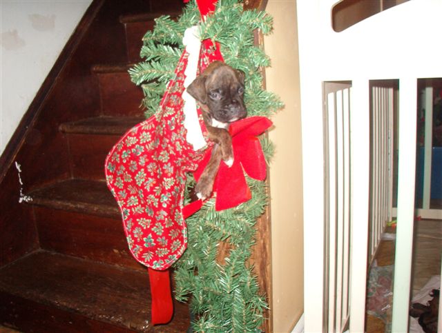 Santa Said To Wait Here!