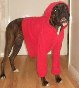 santa
