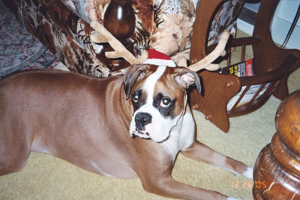 Santa's Helper???