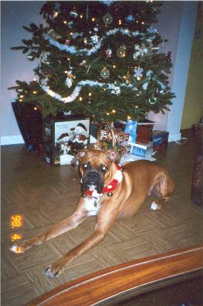 santa's lil helper