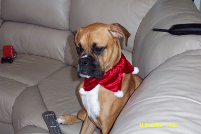 santa's little helper