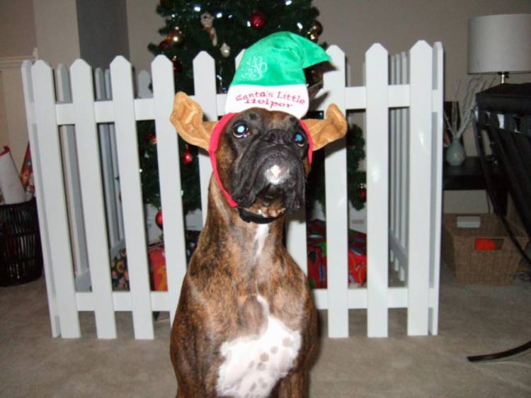 Santa's little helper.