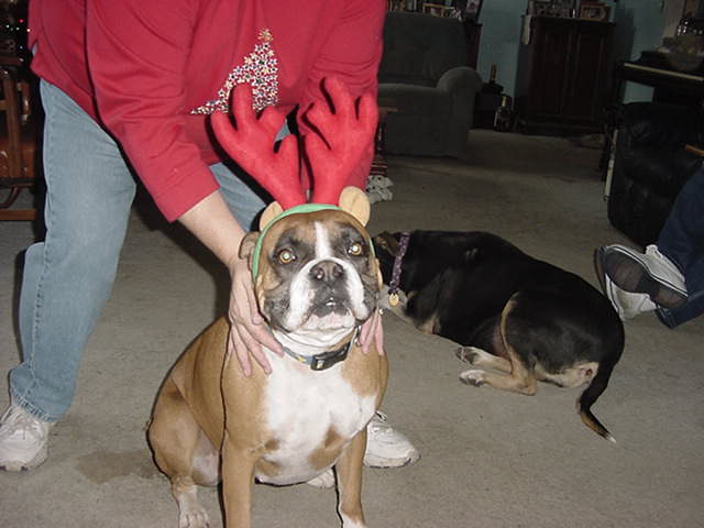 Santa's newest reindeer