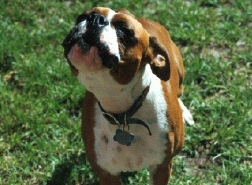Sara