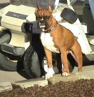 Sarg as a pup!