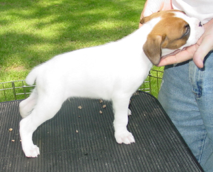 sarge 6 weeks