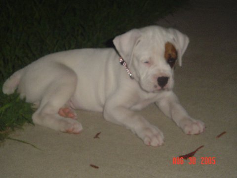 Sarge Warge ( Sarge)