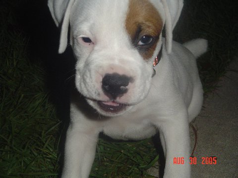 Sarge Warge ( Sarge)