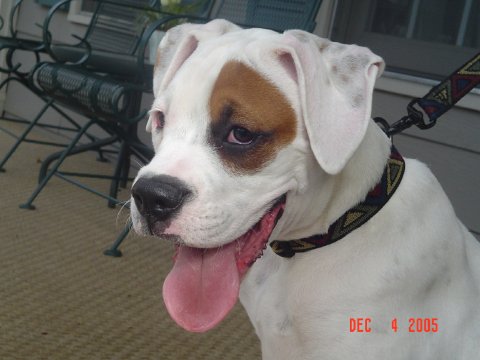 Sarge Warge