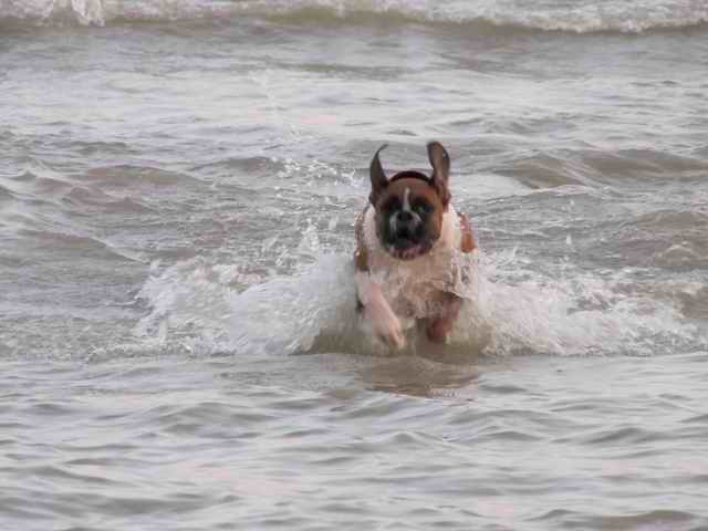 Sarge_in_the_lake