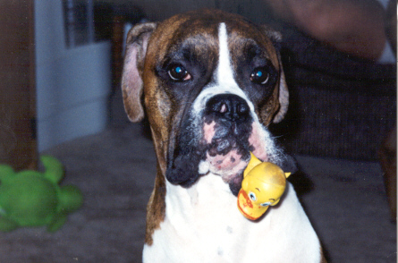 Sargie loves his rubber duck