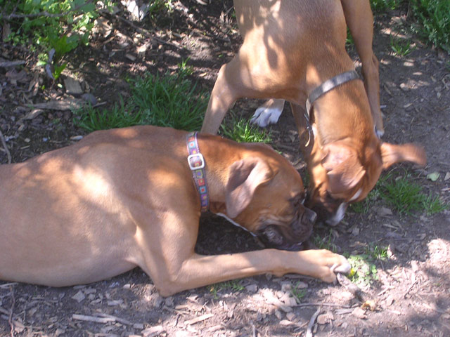 Sascha and Sammy