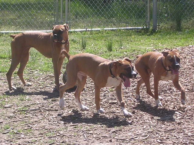 Sascha, Sammy and Rowdy