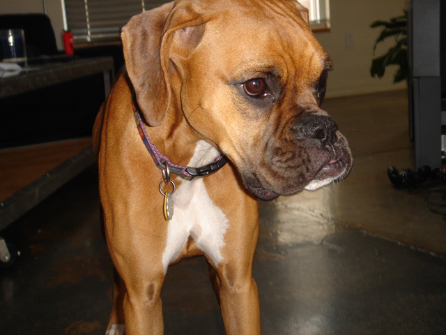 Sascha