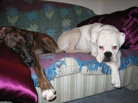 Sasha and Bomber 130406