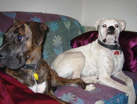 Sasha and Bomber