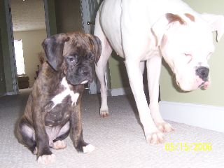 Sasha and Maximus
