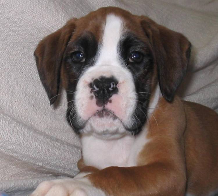 Sasha at 7 weeks