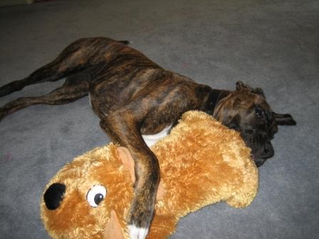 Sasha new toy