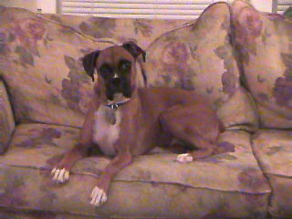 Sasha on the couch