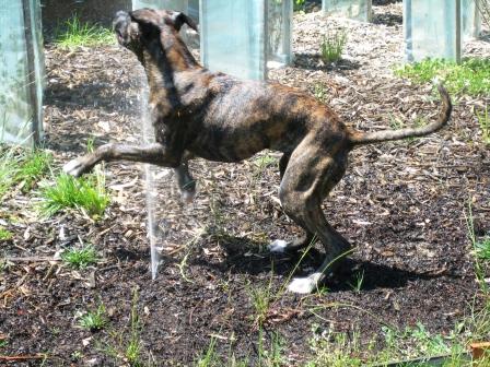 Sasha playing with sprinkler