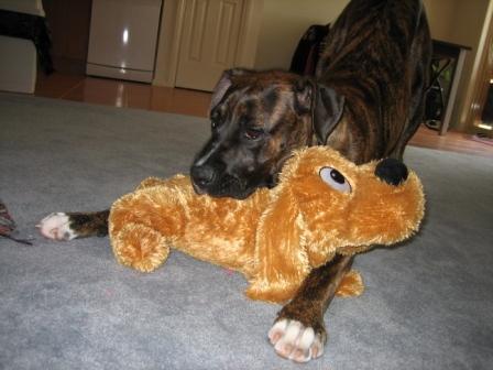Sasha toy 6 months