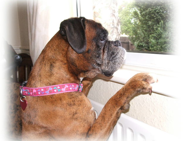 Saska looking out the window