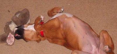Sassie in rabbit bliss