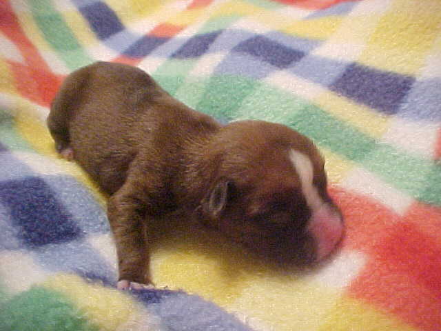 Sassy --3 Days old
