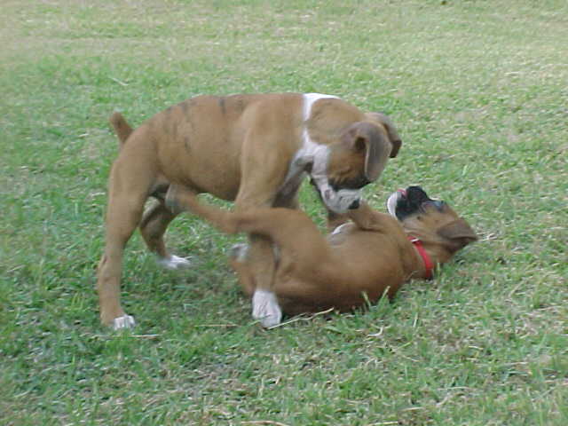 Sassy and Sarge