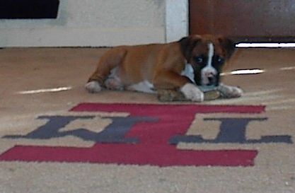 Sassy at 8 weeks