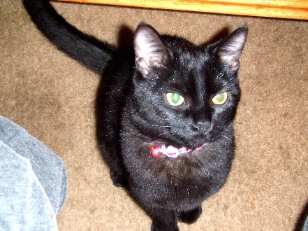 Sassy Kitty