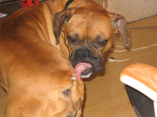 sassy licking her tail