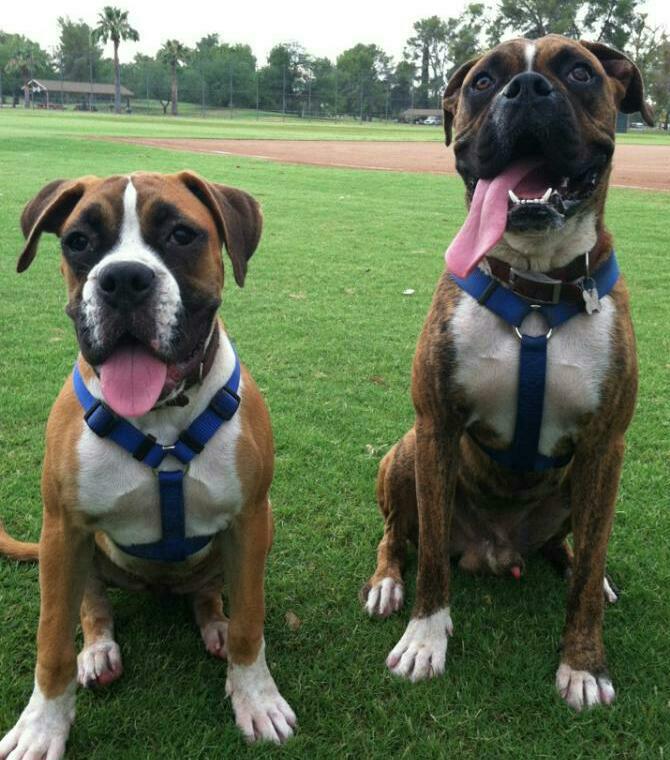 sassy & rocky