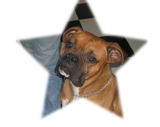 sassy the star