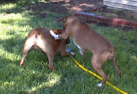 Sassy wanting Dallas to stop hoggin the water
