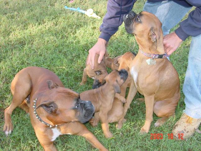 Sassys first litter