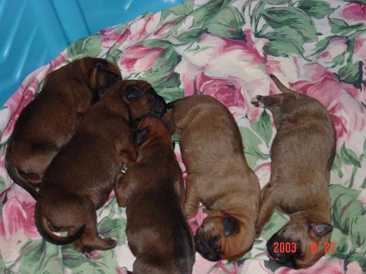 Sassy's first litter