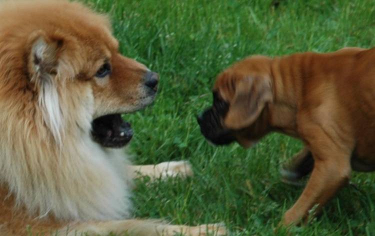 Say AHHH!