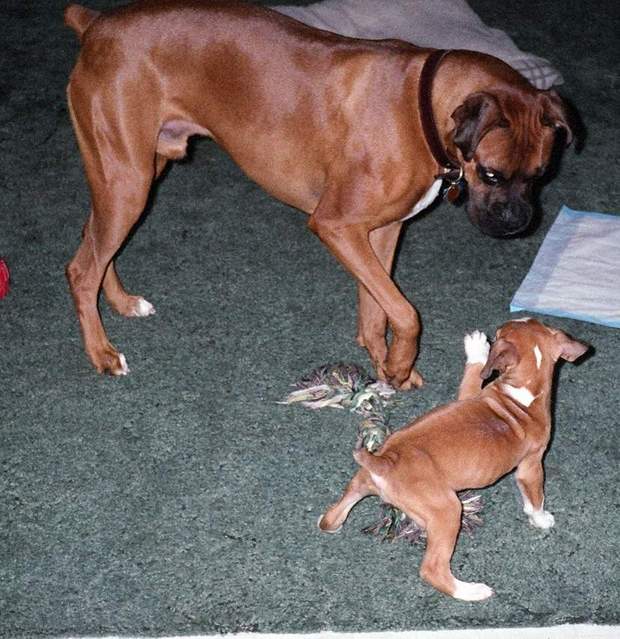 Say hello to my little friend.