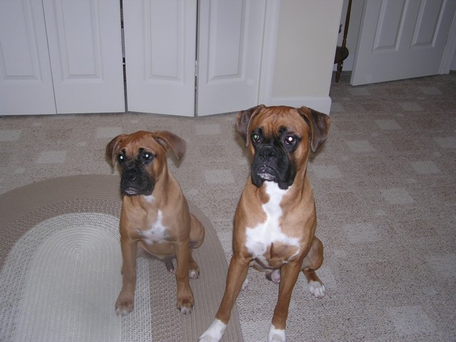 Say Peanut Butter!