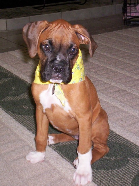 Scarf_Pic