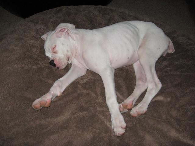 Scarlett_7-2-08_004
