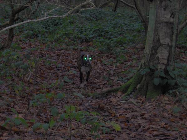 scary dog eyes