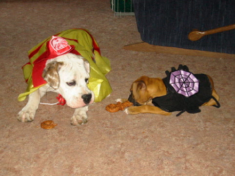 Scary Dogs