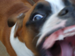 Scary Zeb