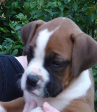 Schatzi