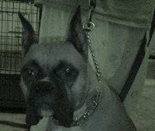 Scoobert Von Diesel